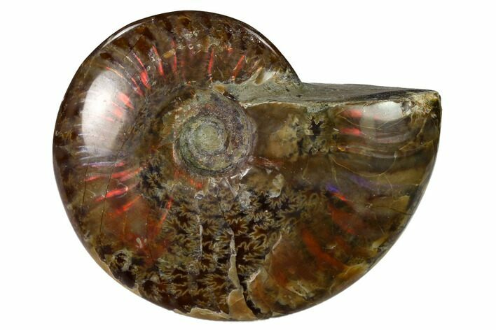 Red Flash Ammonite Fossil - Madagascar #151728